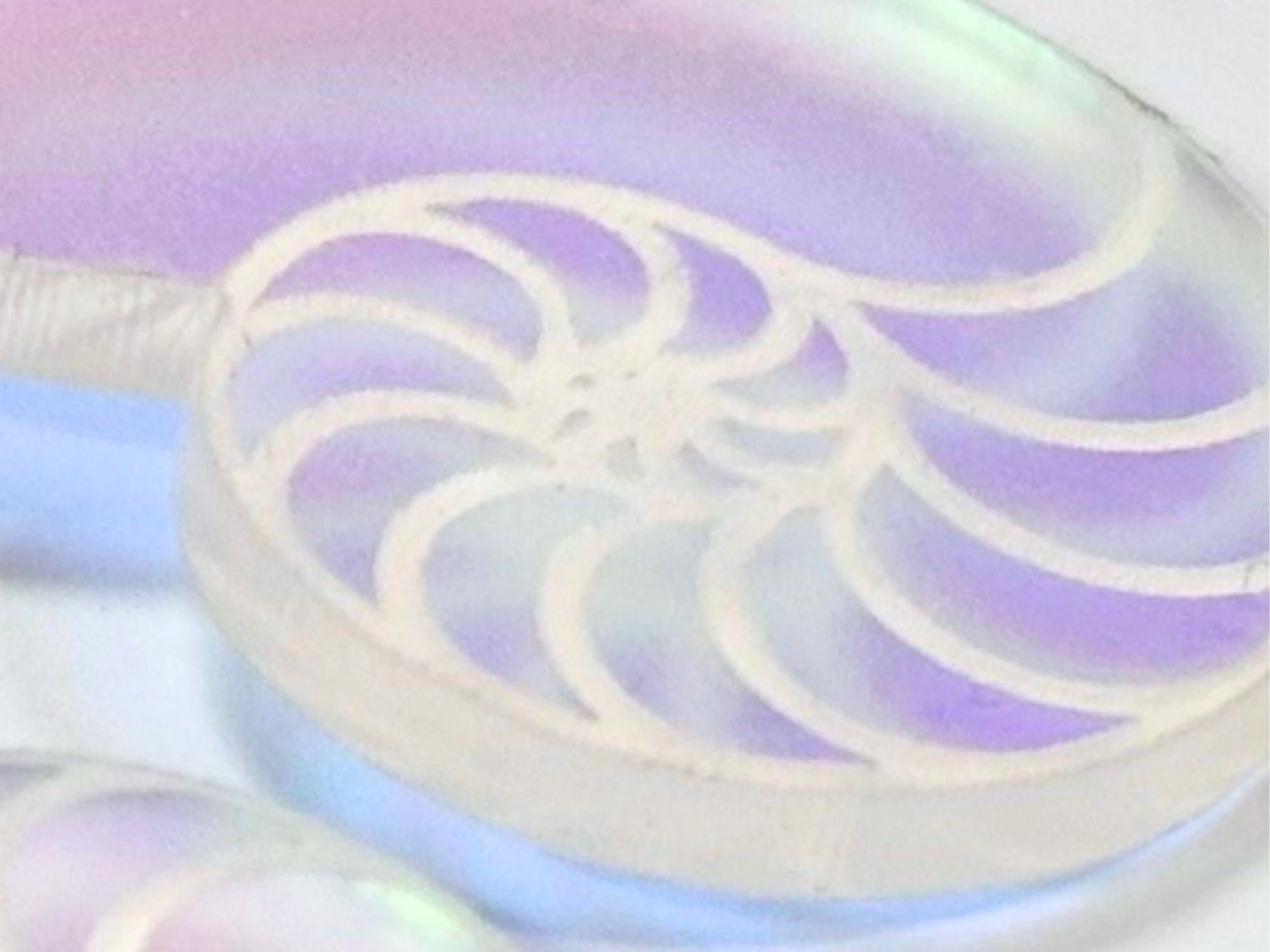 Iridescent Nautilus Shell Earrings