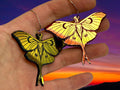 Midnight Prism Luna Moth Earrings - Painted Raina