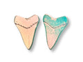 Shark Tooth Stud Earrings | Iridescent Glow